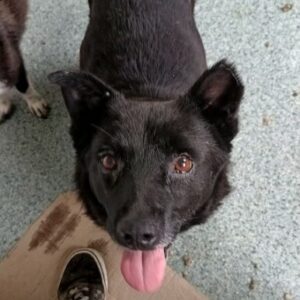 BLACKPOOL - ausgereist zur Tierhilfe Lebenswert