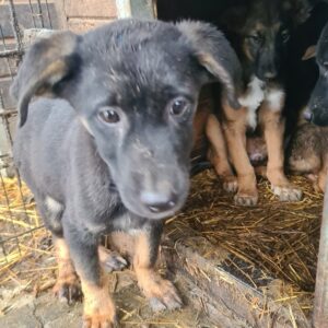 KARO - durchtrittig + bereits leicht schüchtern - auf Pflegestelle in PLZ Bezirk 91 - vermittelt