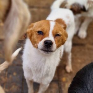 NEILA - völlig überfordert - reserviert PVA vermittel