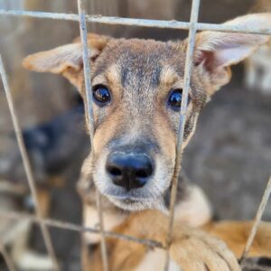 PATSY - reserviert CD vermittelt