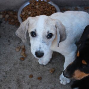 EWOKI - reserviert JW vermittelt