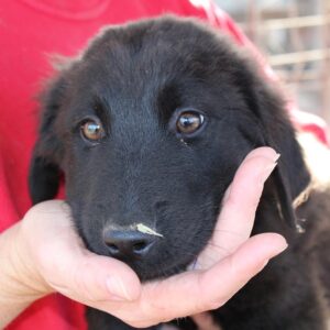 CORNELIUS - RBB 01/23