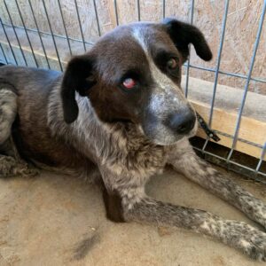 RANUCA - rechtes Auge defekt, völlig resigniert - reserviert LS vermittelt