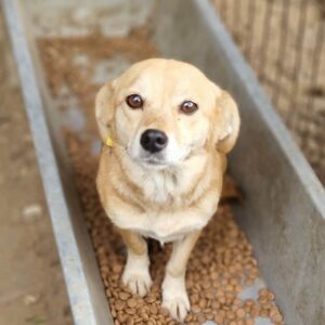 DANISA - völlig überfordert - auf Pflegestelle in PLZ 2 *vermittelt*