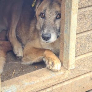 MOCHI (⚤) - vermisst 11/24