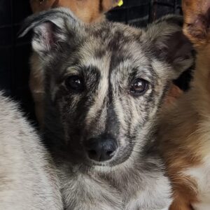 NESSA - auf PDR PS im PLZ Bezirk 97 - vermittelt