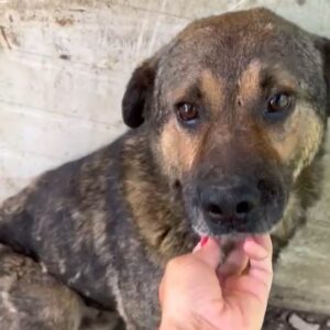 CONNERY - vermisst 04/2023