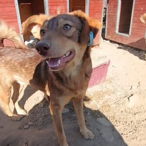 EMY - reserviert Tierhilfe Lebenswert DR - vermittelt