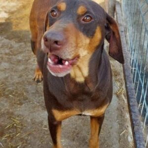 ALIYA - nicht länger unter der Obhut von Mihaela/PDR