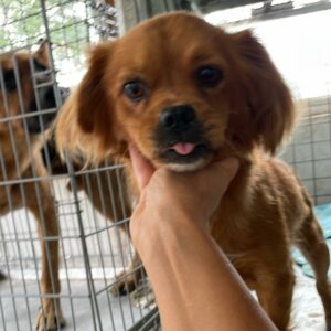 SAMITO - vermisst 09/2022