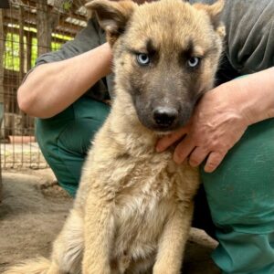 ISIDOR - sollte zeitnah ausreisen - vermittelt NH