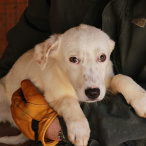 SAHRA - reserviert TH Filderstadt vermittelt