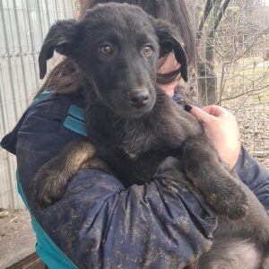 PRISCO - bereits leicht schüchtern - reserviert Kinder- und Tierschutzhof Hahnenberg - vermittelt