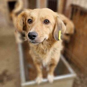 SCHLUMPFINE - auf Pflegestelle in PLZ 2 *vermittelt*