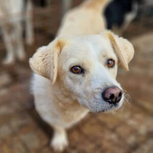 YANNIK - linkes Vorderbein fehlt - reserviert Lika Schneider DR - vermittelt