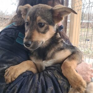 FILLY - reserviert Betty - vermittelt