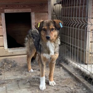 KODA - vermisst 04/2023