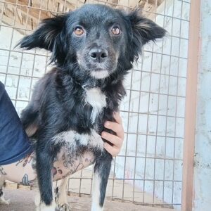 NELKA - reserviert Tierhilfe Lebenswert DR - vermittelt