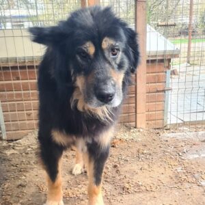 LIAM - kann sich nicht durchsetzen - vermittelt Manuela