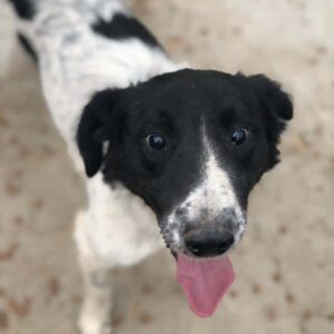 PAQUITO - Notfall - blind! - ausgereist zum Kinder- und Tierschutzhof Hahnenberg