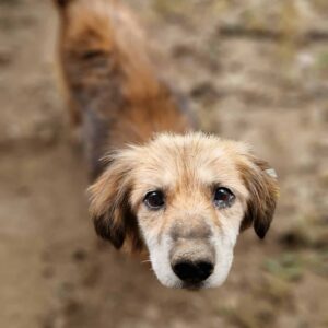 EGON - reserviert TST Rösrath vermittelt