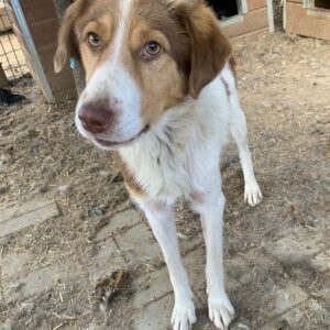 ANJOE - vermisst 11/24