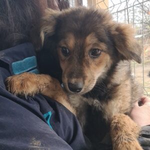 MIEKE - reserviert JW - vermittelt