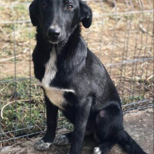 AGNETA - reserviert TST Rösrath - vermittelt