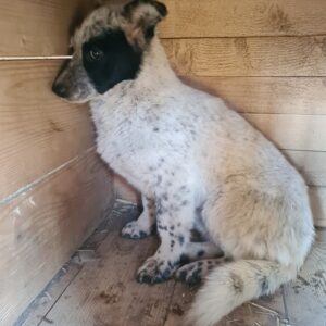 ENNO - reserviert Nadine H. - vermittelt