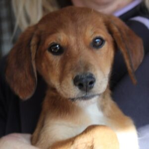 TWINKLE - reserviert SK - vermittelt