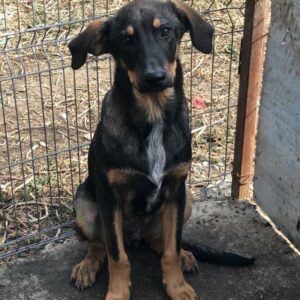 WHOOKI - reserviert CD vermittelt