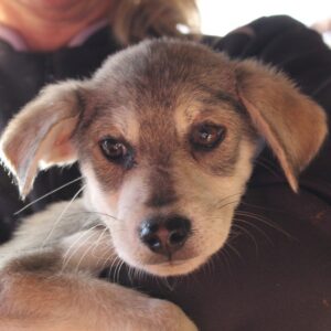 CUÁN - reserviert TH Filderstadt - vermittelt