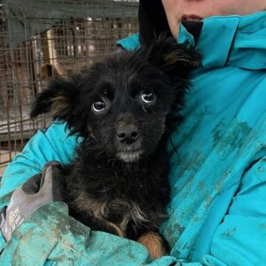 TABITIA - bereits unsicher - reserviert TH Tuttlingen - vermittelt