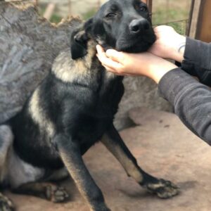 KADESHA - auf Pflegestelle in PLZ 5 ausgereist - vermittelt