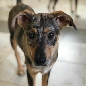 MISS PEPPER - auf Pflegestelle in PLZ 21 *vermittelt*