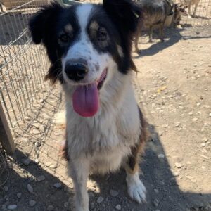 TAMMY - linkes Auge fehlt - vermisst 04/2023