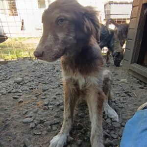 NAALA - med. Notfall - auf PDR PS als Gnadenplatzhund gereist