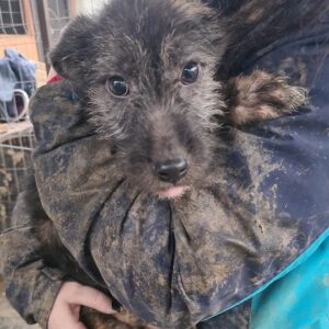 RAUL - sollte schnellstmöglich ausreisen! - reserviert für Tierhilfe Lebenswert - vermittelt