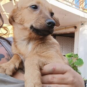 ISY - reserviert Tierhilfe Lebenswert DR - vermittelt