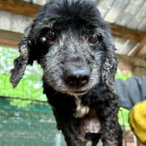 THELDA - völlig überforderte Mini-Hündin - reserviert Vierbeiner in Not - vermittelt