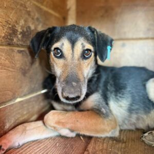 GYPSI (♀) - schon lange viel zu dünn und gestresst - seit mind. 2022 im Shelter