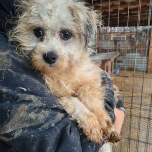 FUSSEL - komplett verfilzt - reserviert Tierrettung Grenzenlos vermittelt