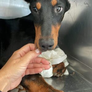 THEJA - Fehlstellung des rechten Vorderlaufs - reserviert Manuela vermittelt