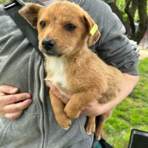 ZUSSEL - auf PDR PS im PLZ Bezirk 33 *vermittelt*