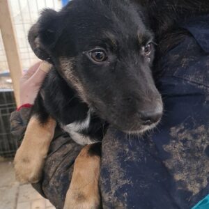 SUPERBA - reserviert für Tierhilfe Lebenswert - vermittelt