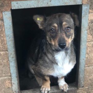 ZISSY - reserviert TH Ahrweiler vermittelt