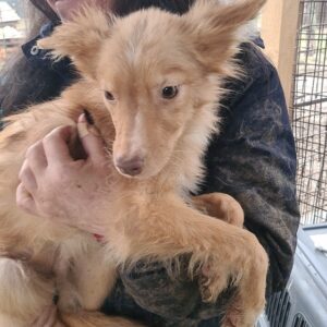 CUPA - sollte schnellstmöglich ausreisen! - reserviert TH Limburg - vermittelt