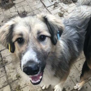 HUCKLEBERRY - reserviert Manuela - vermittelt