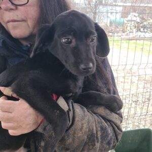 FRIDO - sollte schnellstmöglich ausreisen - reserviert JW - vermittelt