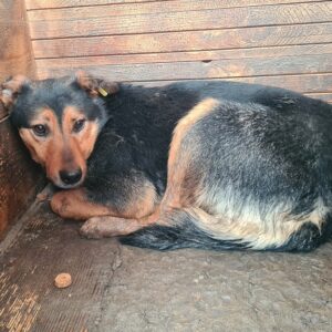 NEJLA (♀) – vermisst 12/24